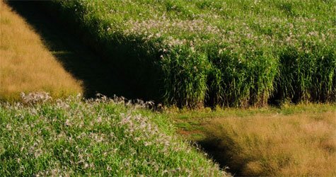 The first decade: Team reports on U.S. trials of bioenergy grasses bioenergygrasses 889738578